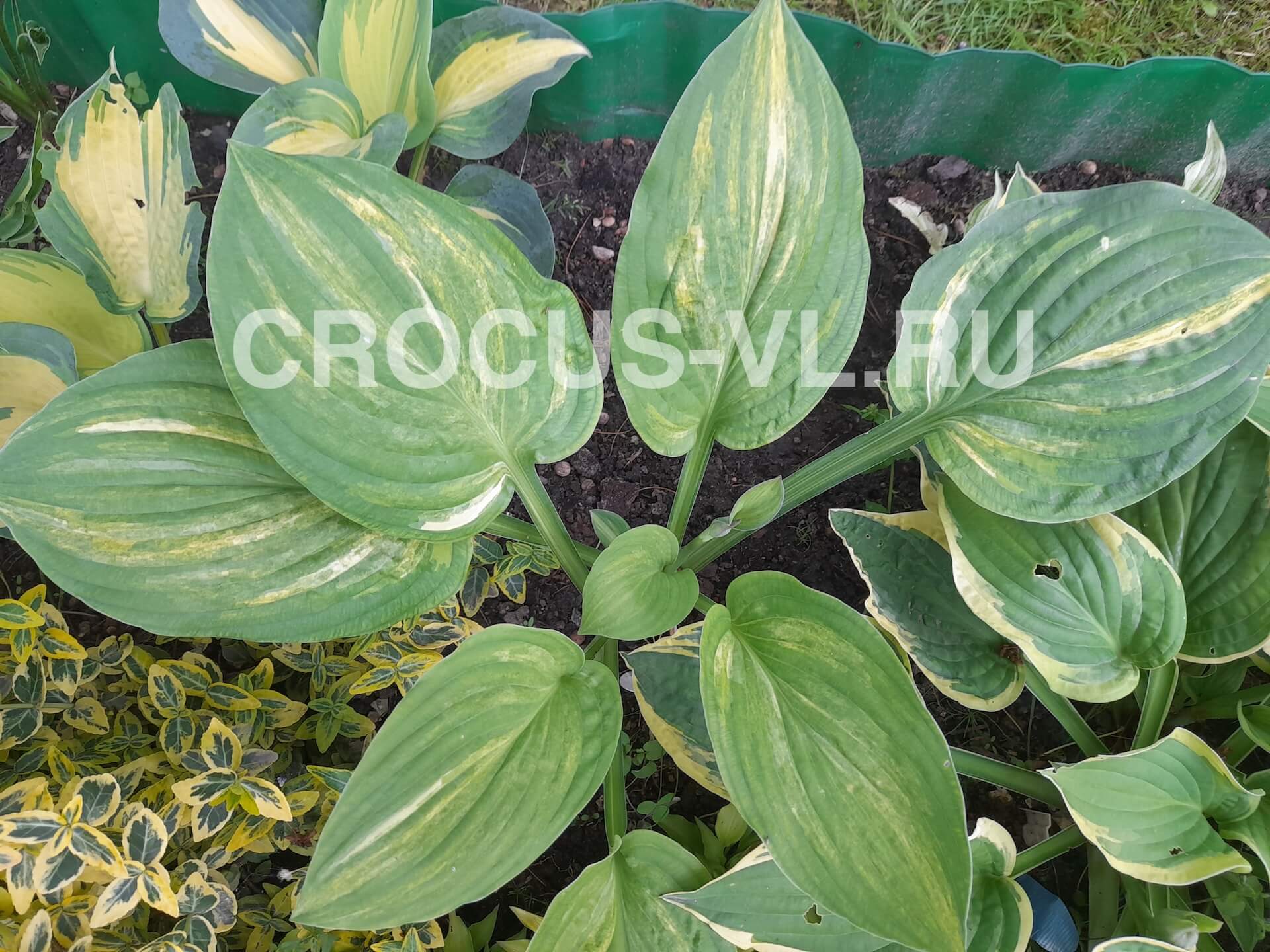 Хоста гибридная «Stealth»